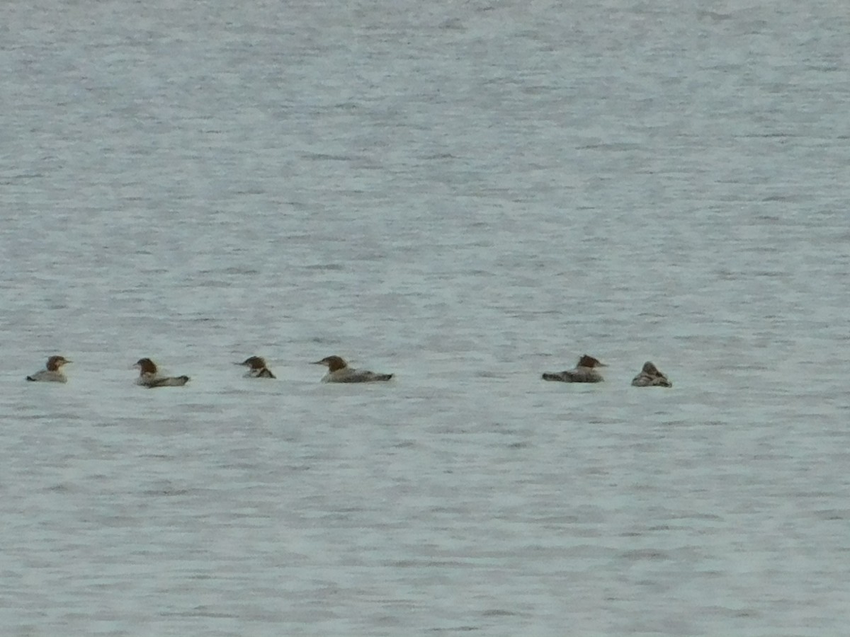 Common Merganser - ML482301251