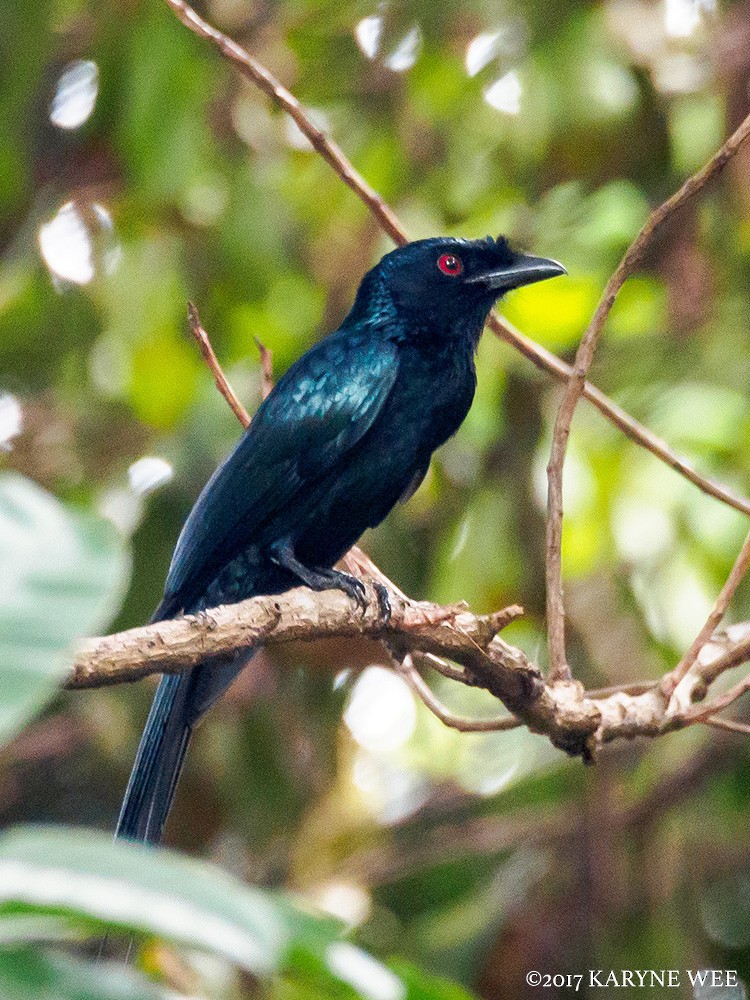 Greater Racket-tailed Drongo - Karyne Wee