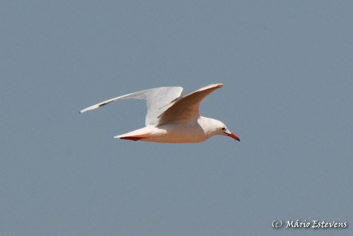 Slender-billed Gull - ML482302801