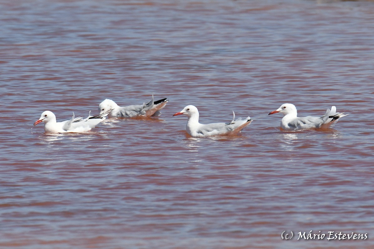 Slender-billed Gull - ML482302821