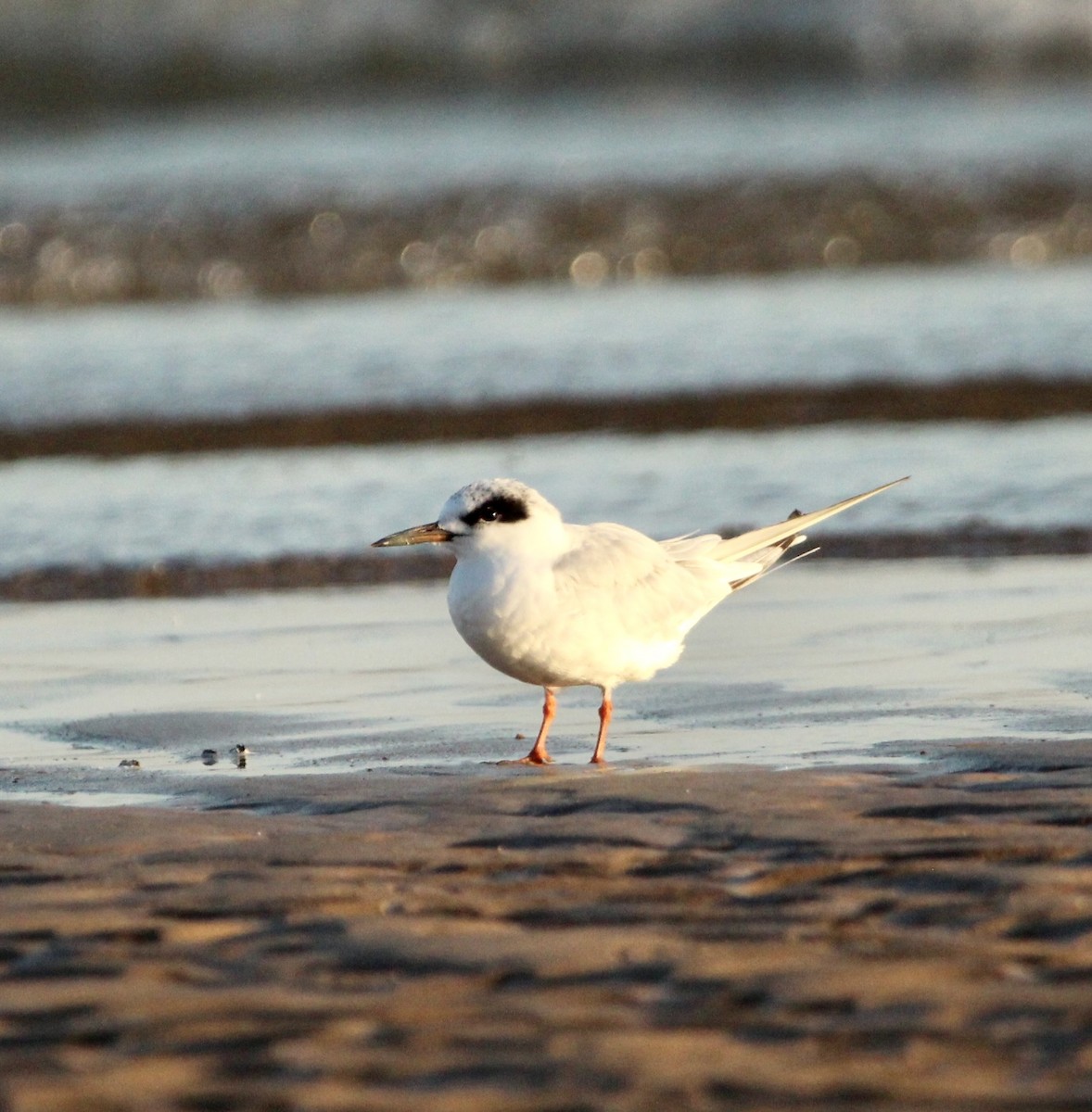 Forster's Tern - Corey Wagner