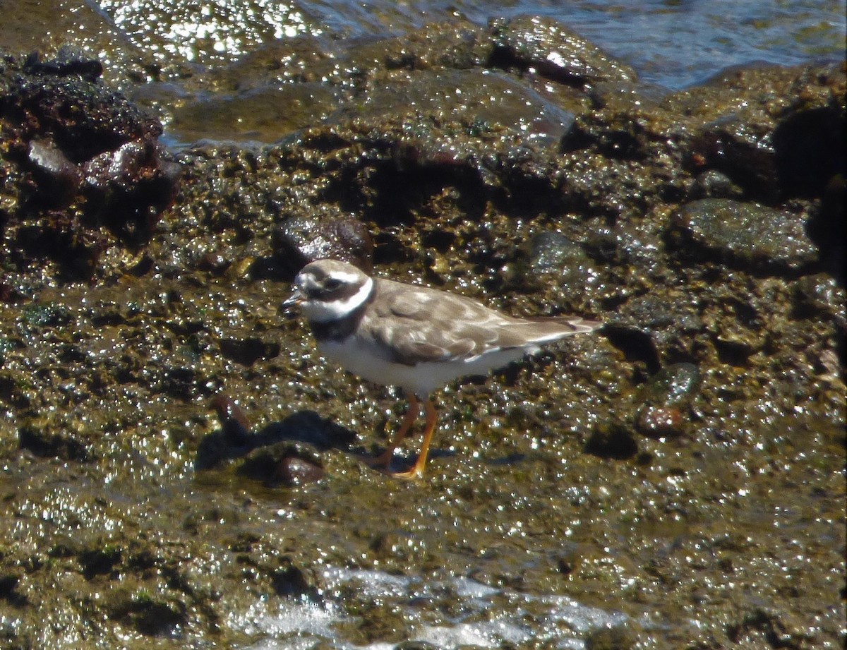 Common Ringed Plover - ML482303891