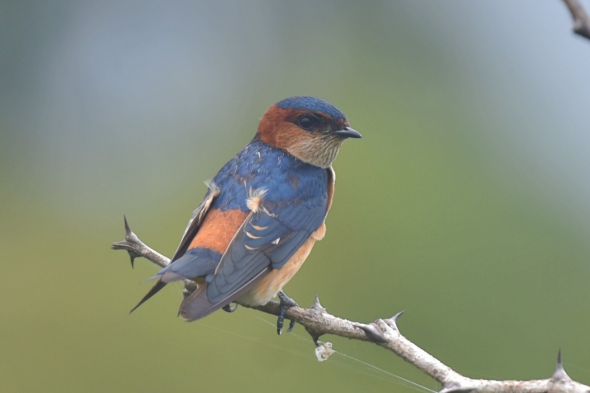 Eastern Red-rumped Swallow (Daurian) - ML482304071