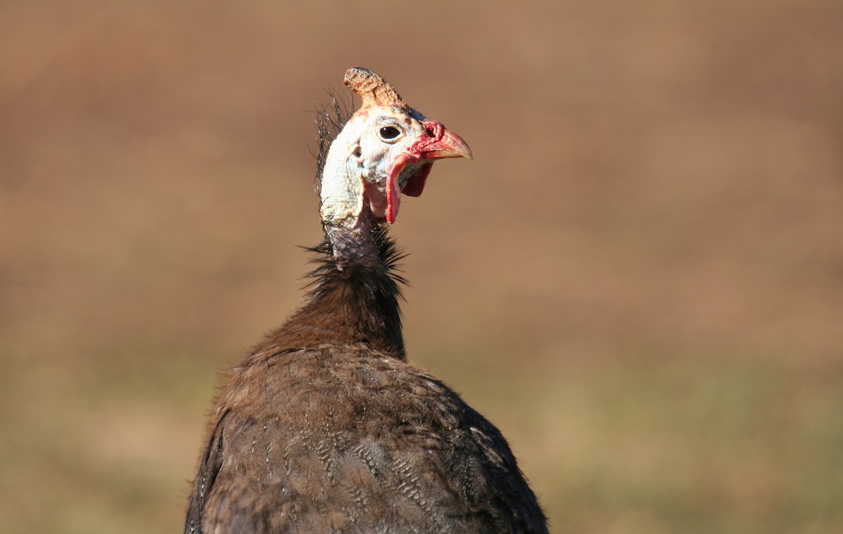 Helmeted Guineafowl - ML482304751