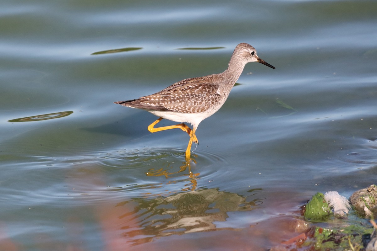 Lesser Yellowlegs - ML482304841