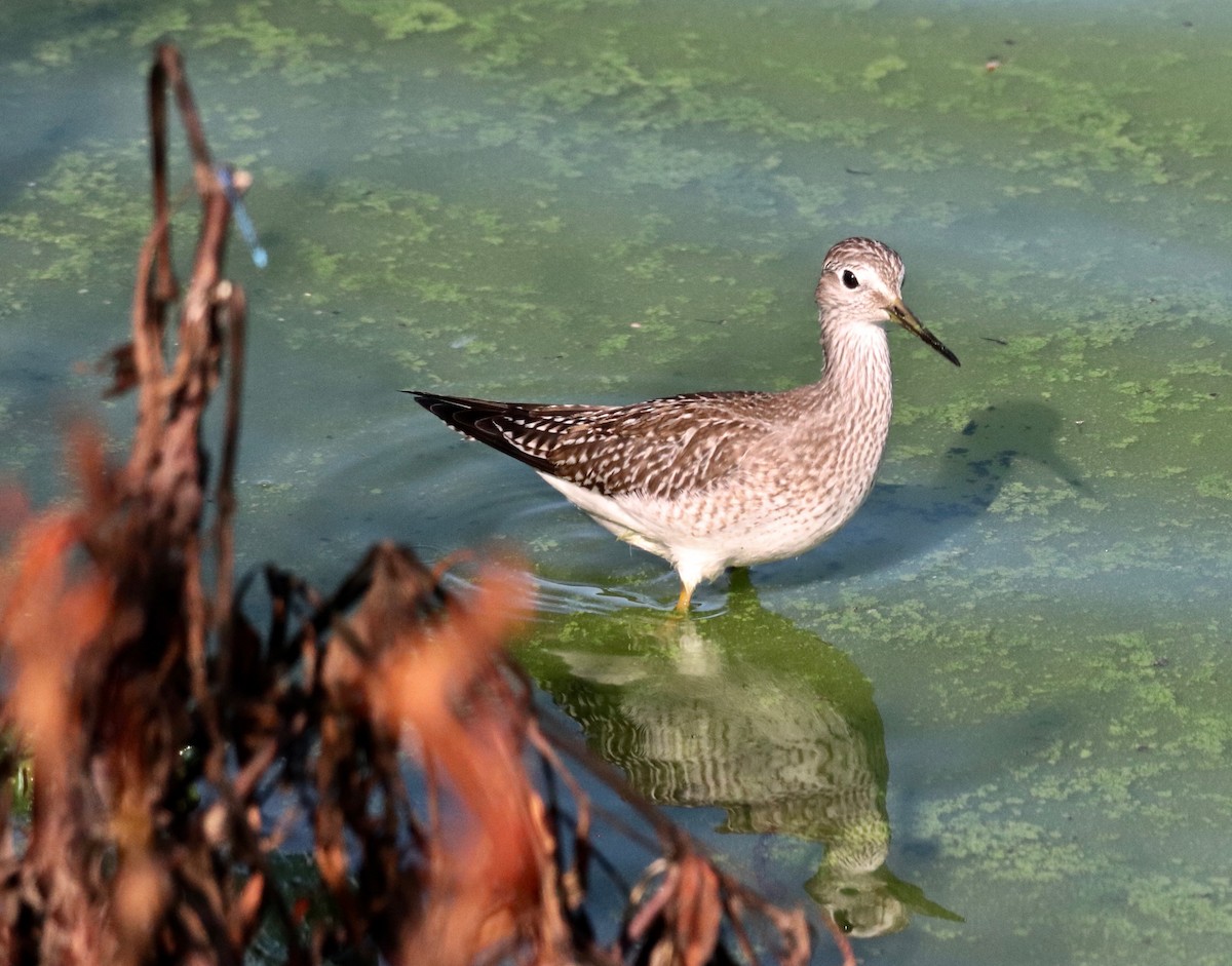 Lesser Yellowlegs - ML482304861