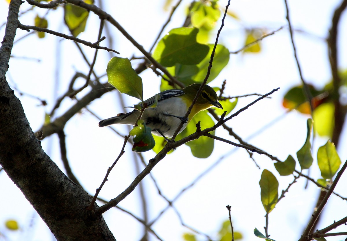 Yellow-throated Vireo - ML48230511
