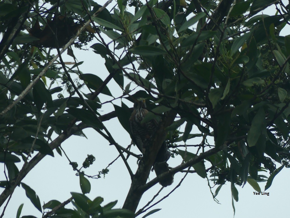 Crested Goshawk - ML48230541