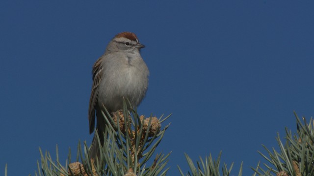 Chipping Sparrow - ML482306