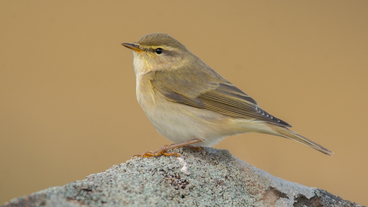Willow Warbler - Huseyin Keles