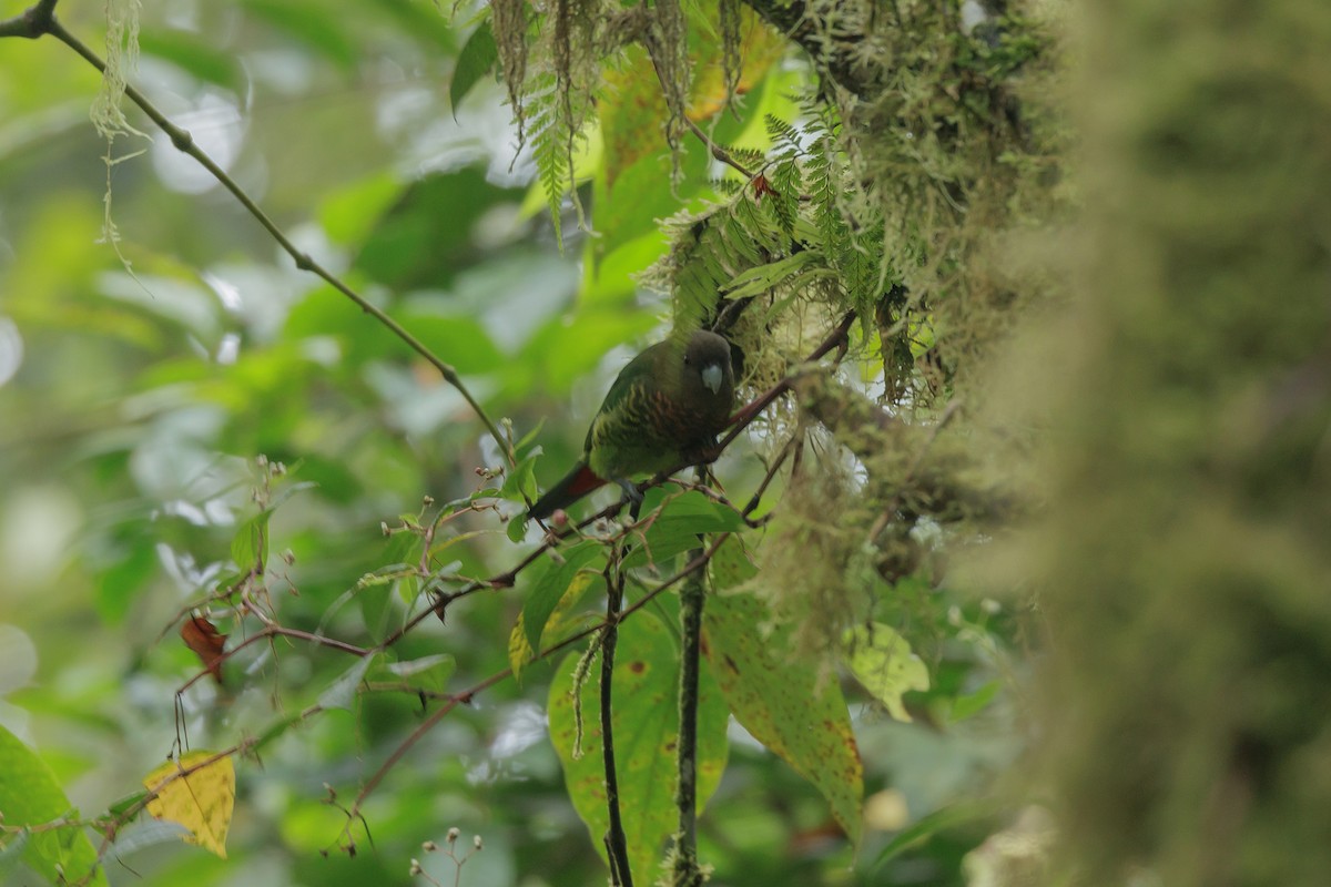 Modest Tiger-Parrot - ML482306771