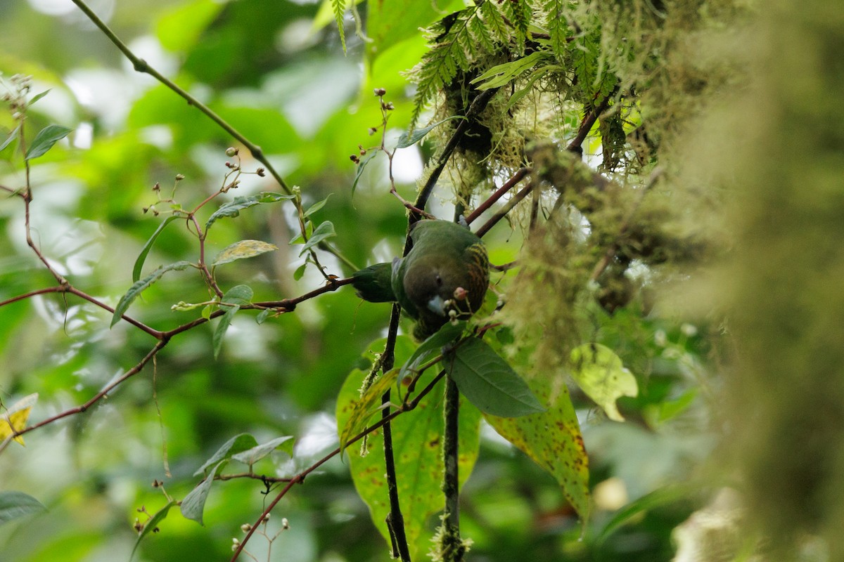 Modest Tiger-Parrot - ML482306781