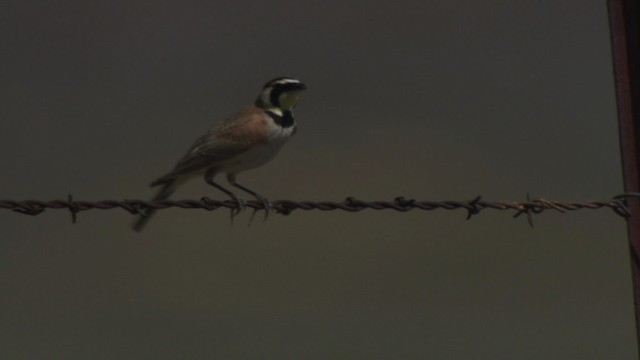 Horned Lark - ML482307