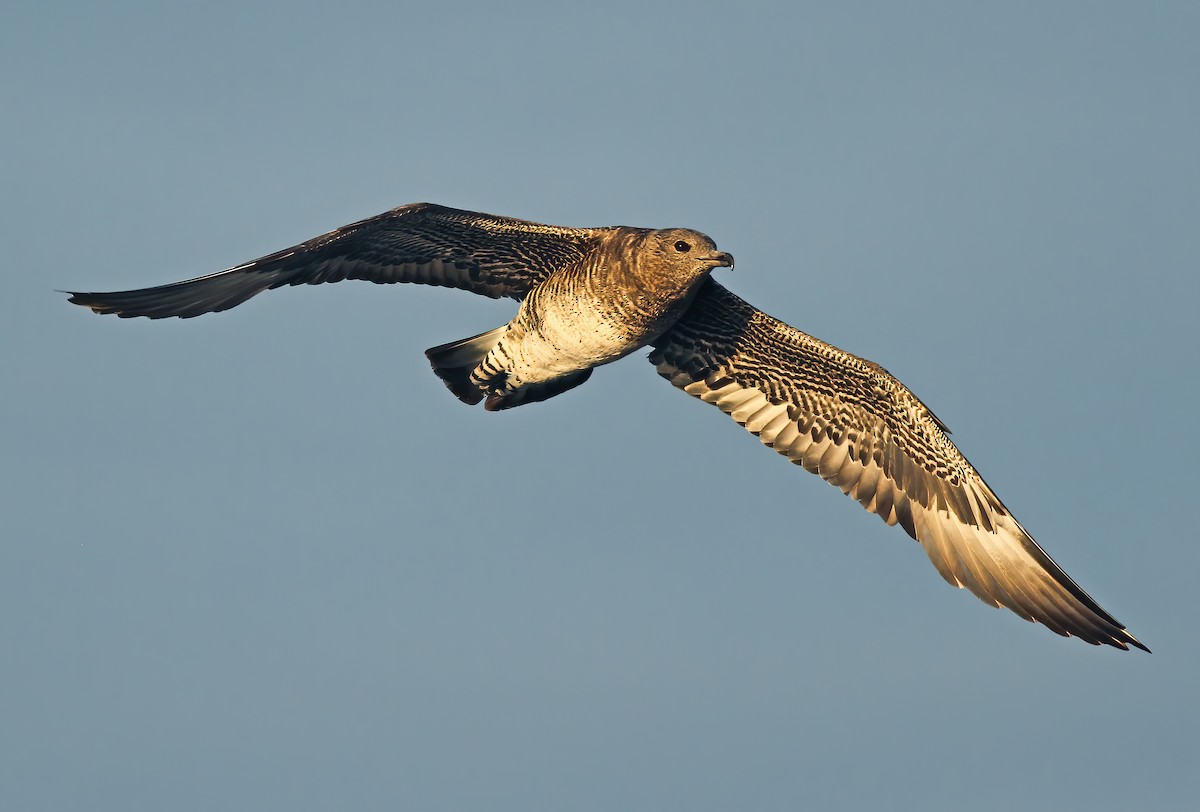 Pomarine Jaeger - Jeremiah Trimble