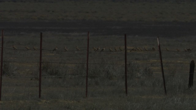 Horned Lark - ML482308