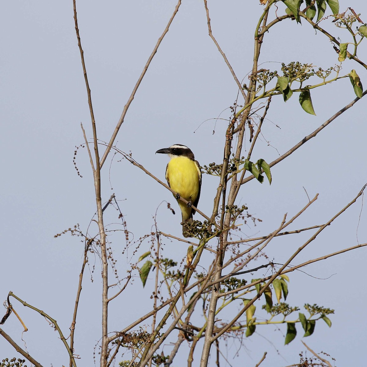 Boat-billed Flycatcher - ML482308361