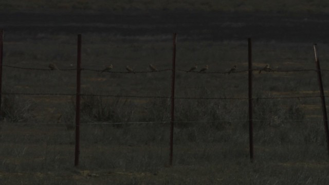 Horned Lark - ML482309