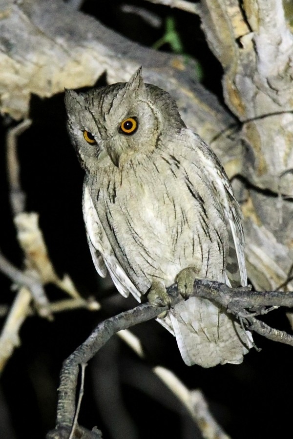 Pallid Scops-Owl - Pavel Parkhaev