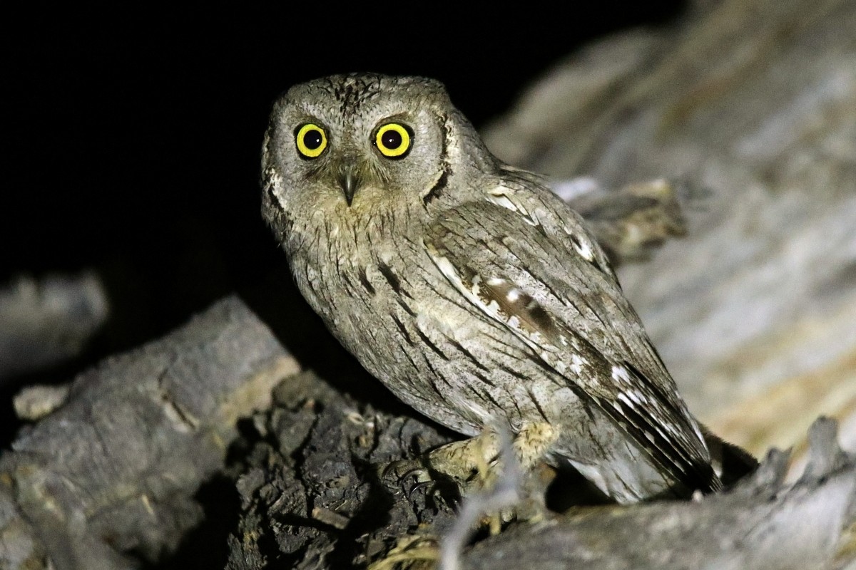 Pallid Scops-Owl - ML482311671