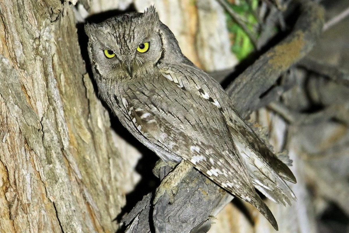 Pallid Scops-Owl - Pavel Parkhaev