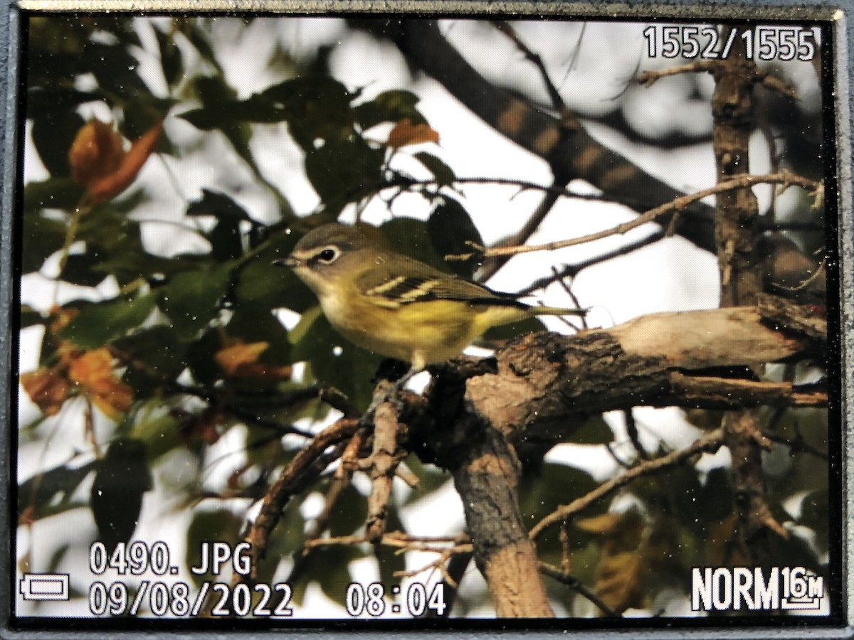 Vireo Solitario - ML482312301