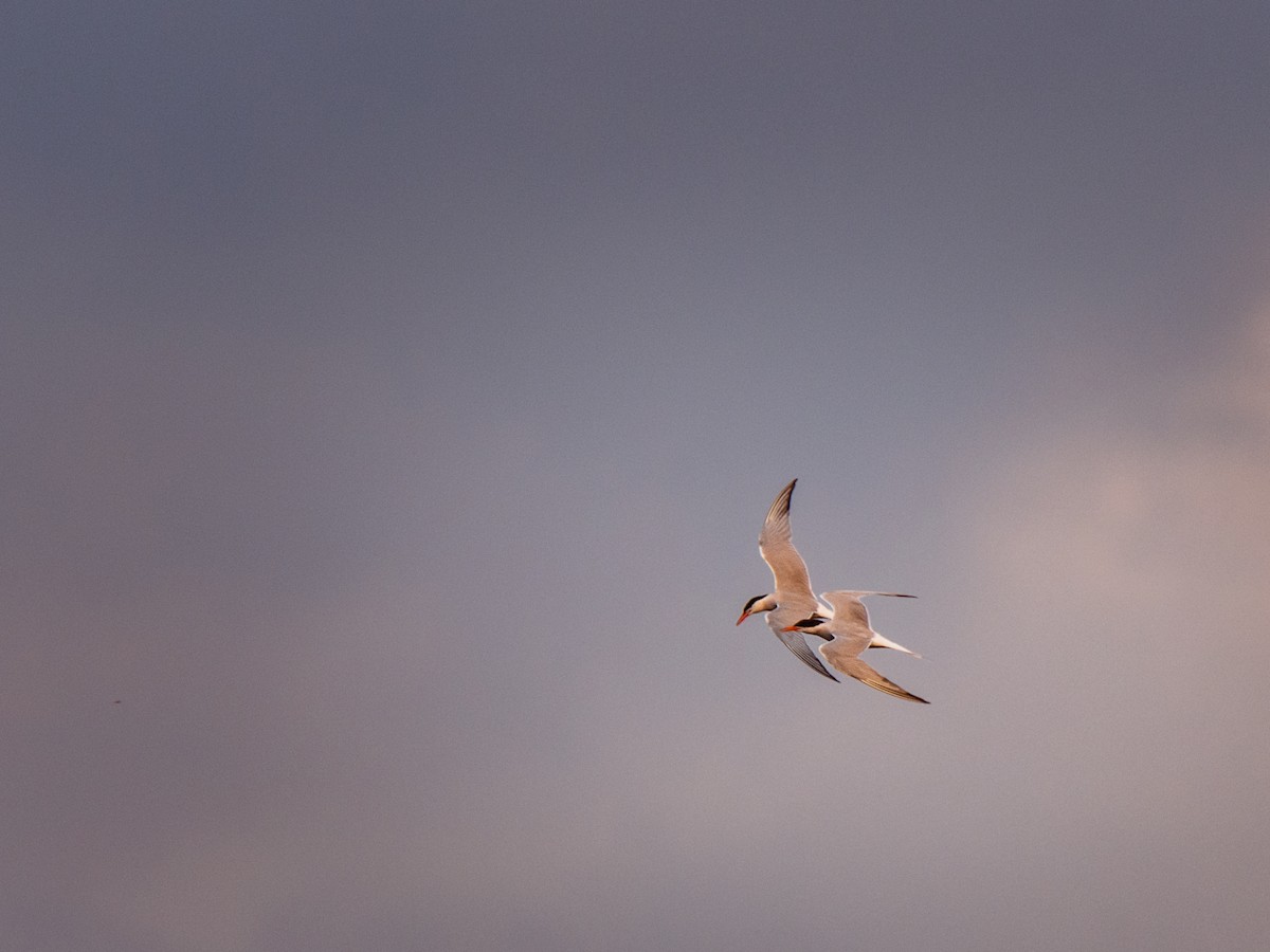 Caspian Tern - John Scarlett