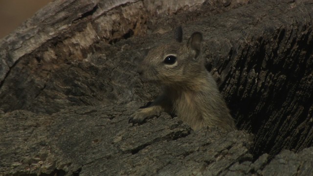 Squirrels - ML482313