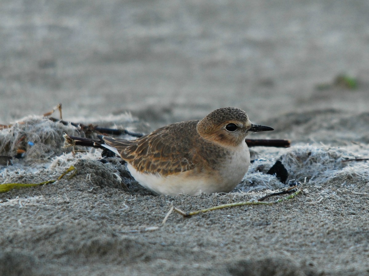 Mountain Plover - Ken Pahlas