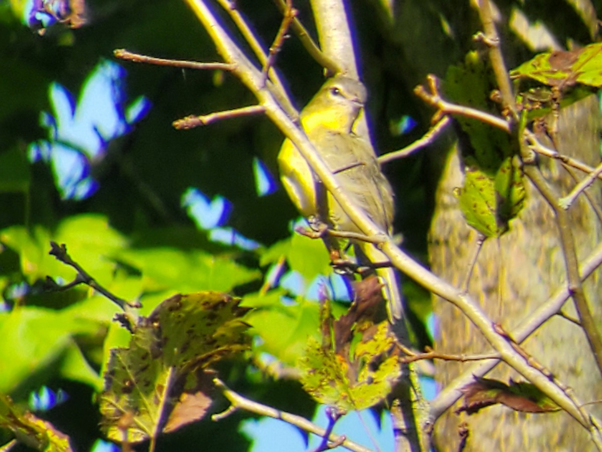 Philadelphia Vireo - ML482315241