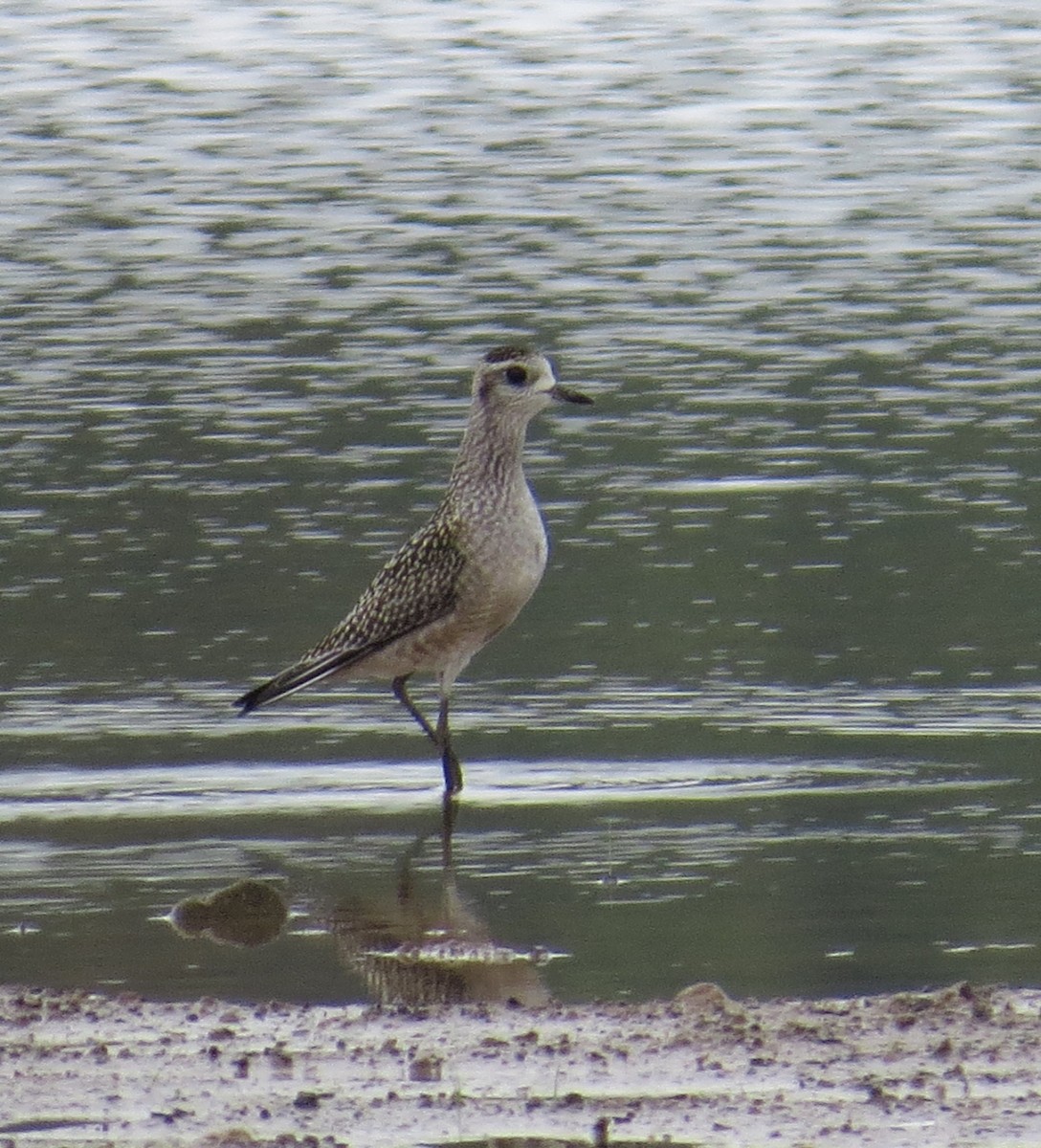 American Golden-Plover - ML482315381