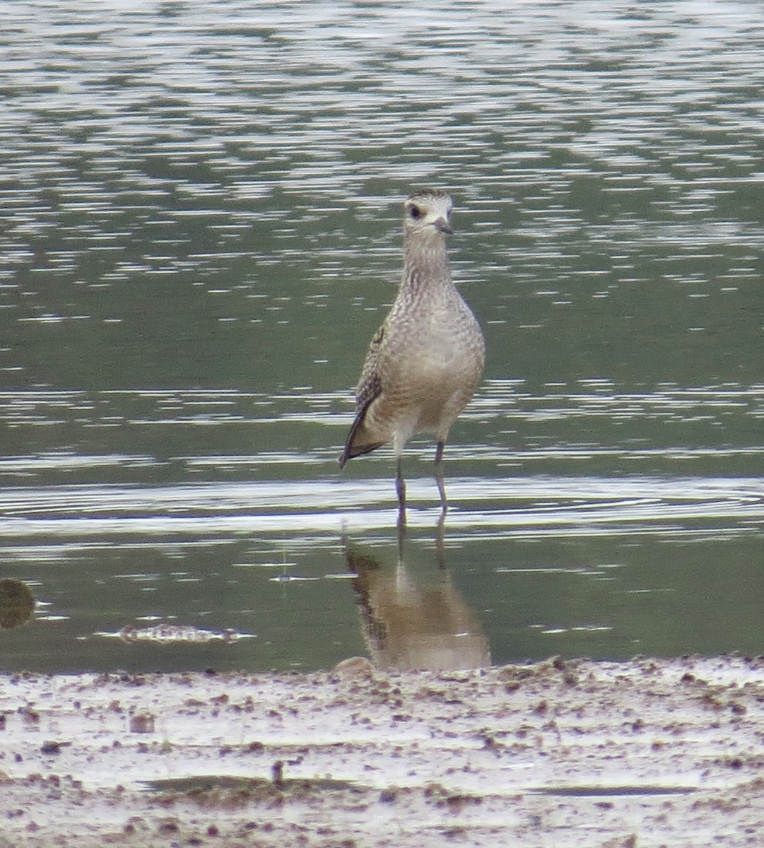 American Golden-Plover - ML482315391