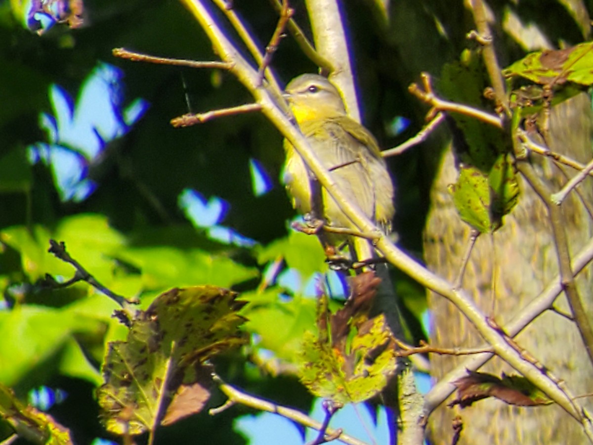 Philadelphia Vireo - ML482316201