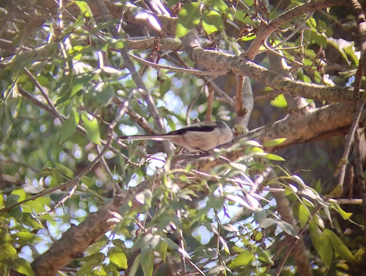 Long-tailed Tit - ML482316701