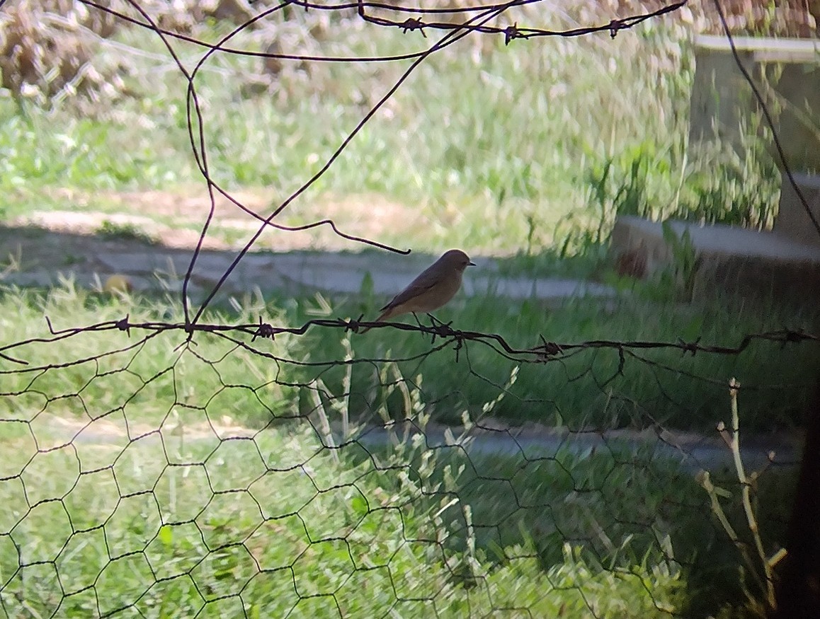 Common Redstart - ML482316731