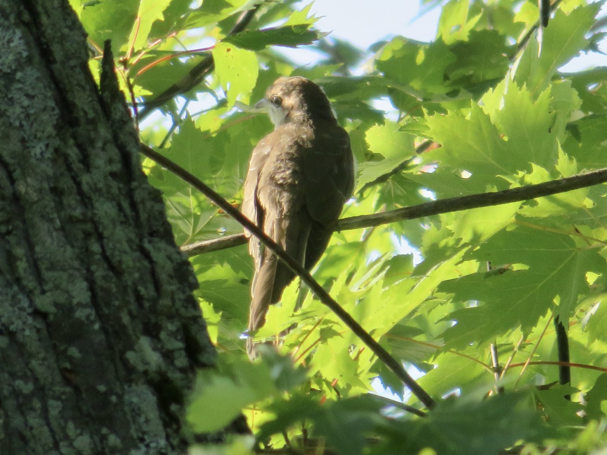 Black-billed Cuckoo - ML482316841