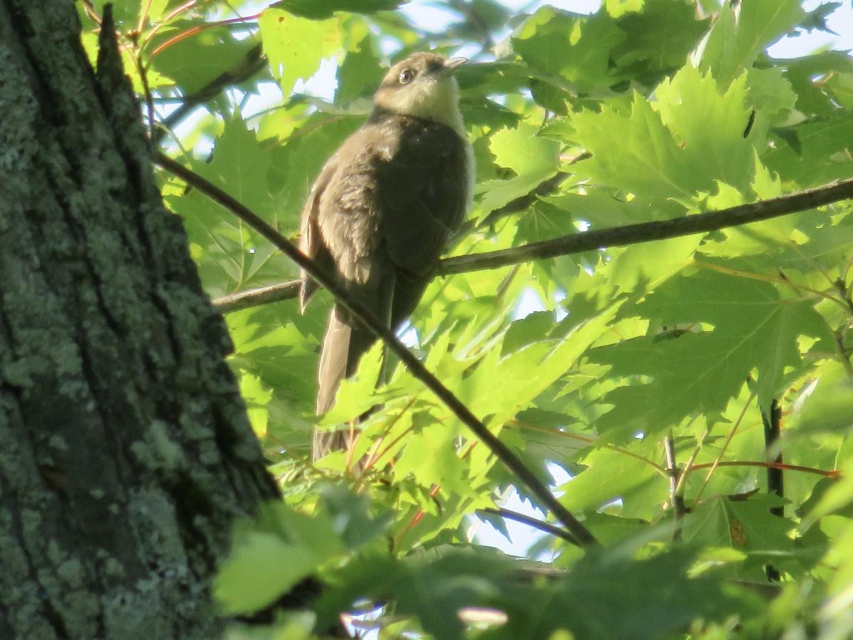 Black-billed Cuckoo - ML482316851