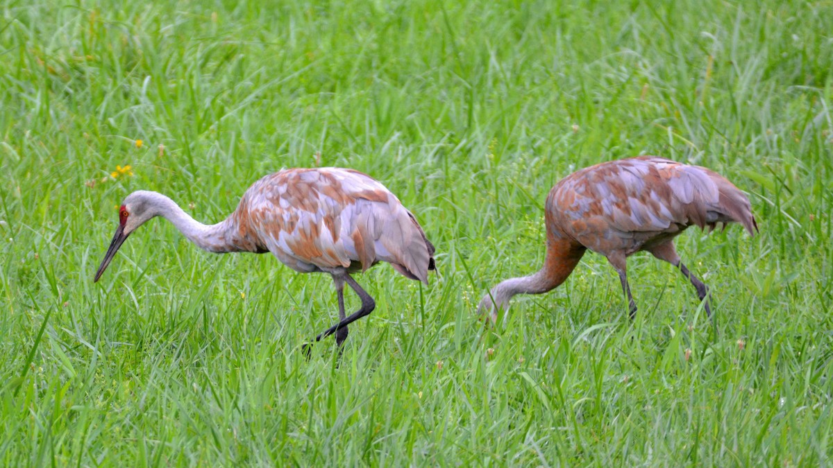 Sandhill Crane - ML482316941