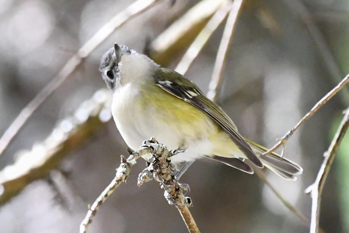 eremittvireo - ML482318811