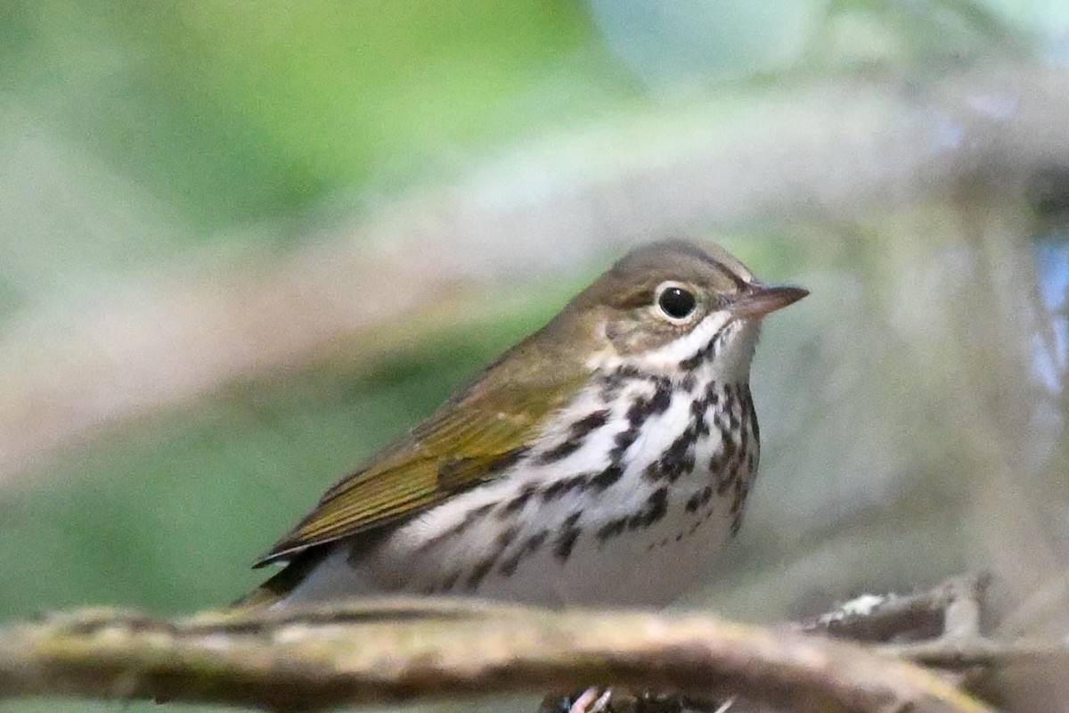 ovnparula - ML482318871