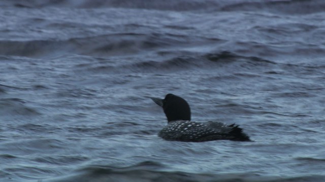 Common Loon - ML482319