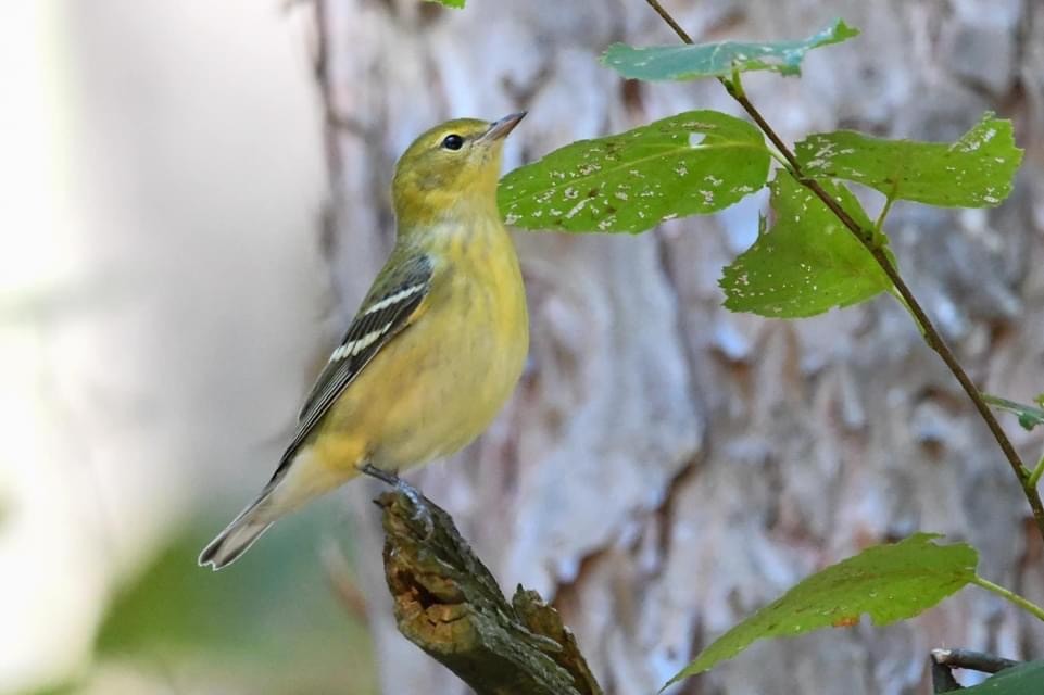 svarthetteparula - ML482319571