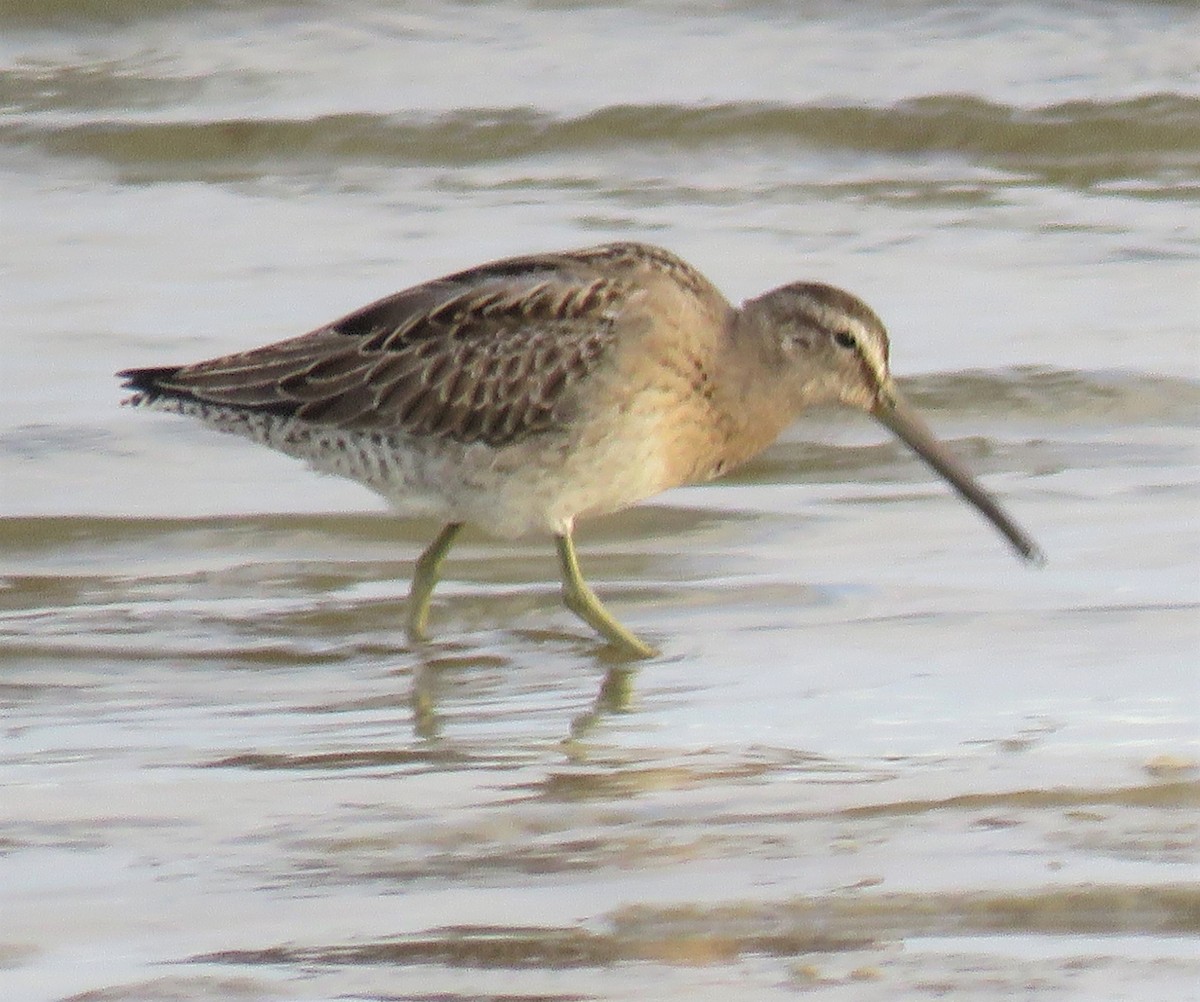 Short-billed Dowitcher - ML482319701