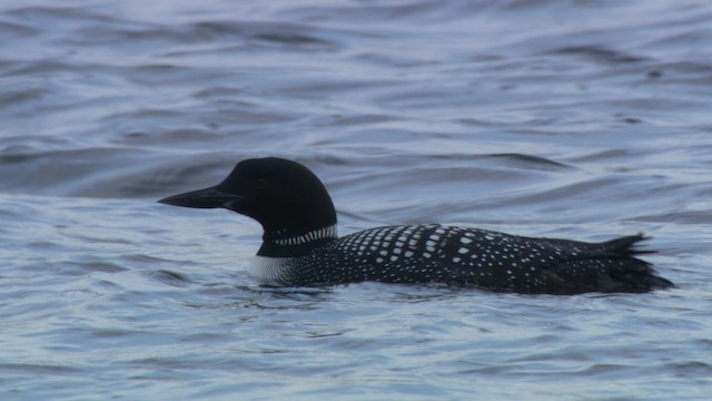 Common Loon - ML482320