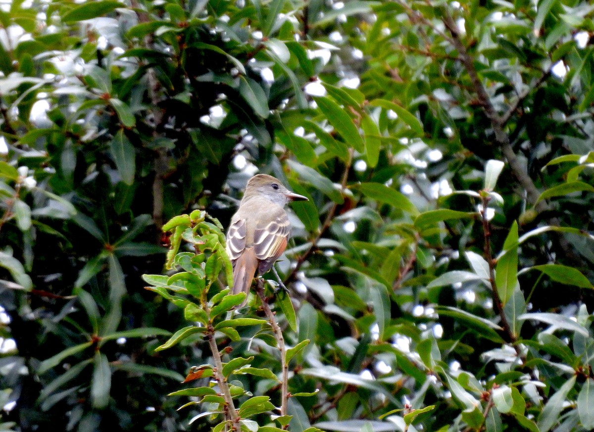 Great Crested Flycatcher - ML482320501