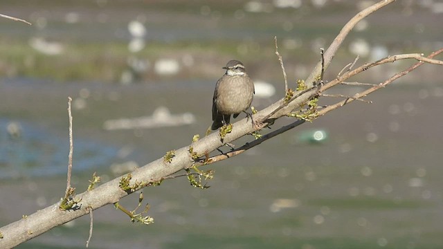 Буроспинная трясохвостка - ML482321081