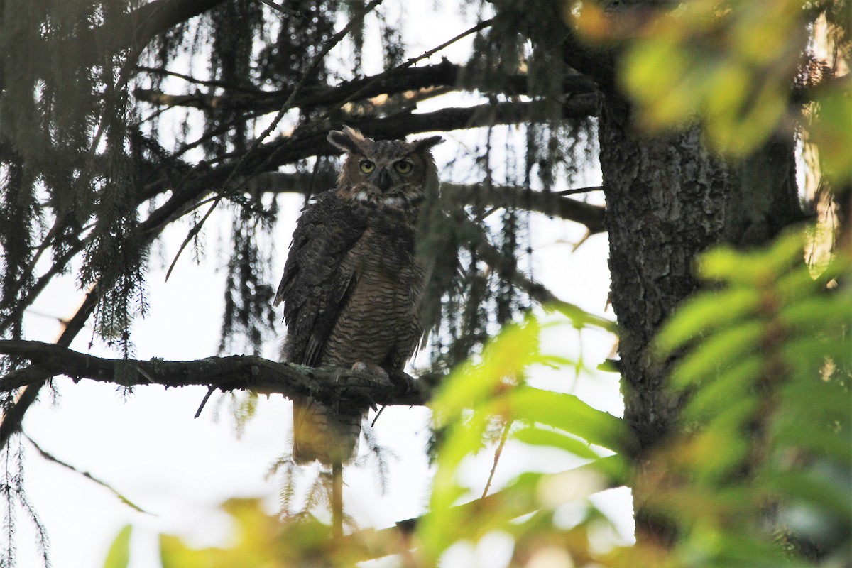 Great Horned Owl - ML482322351