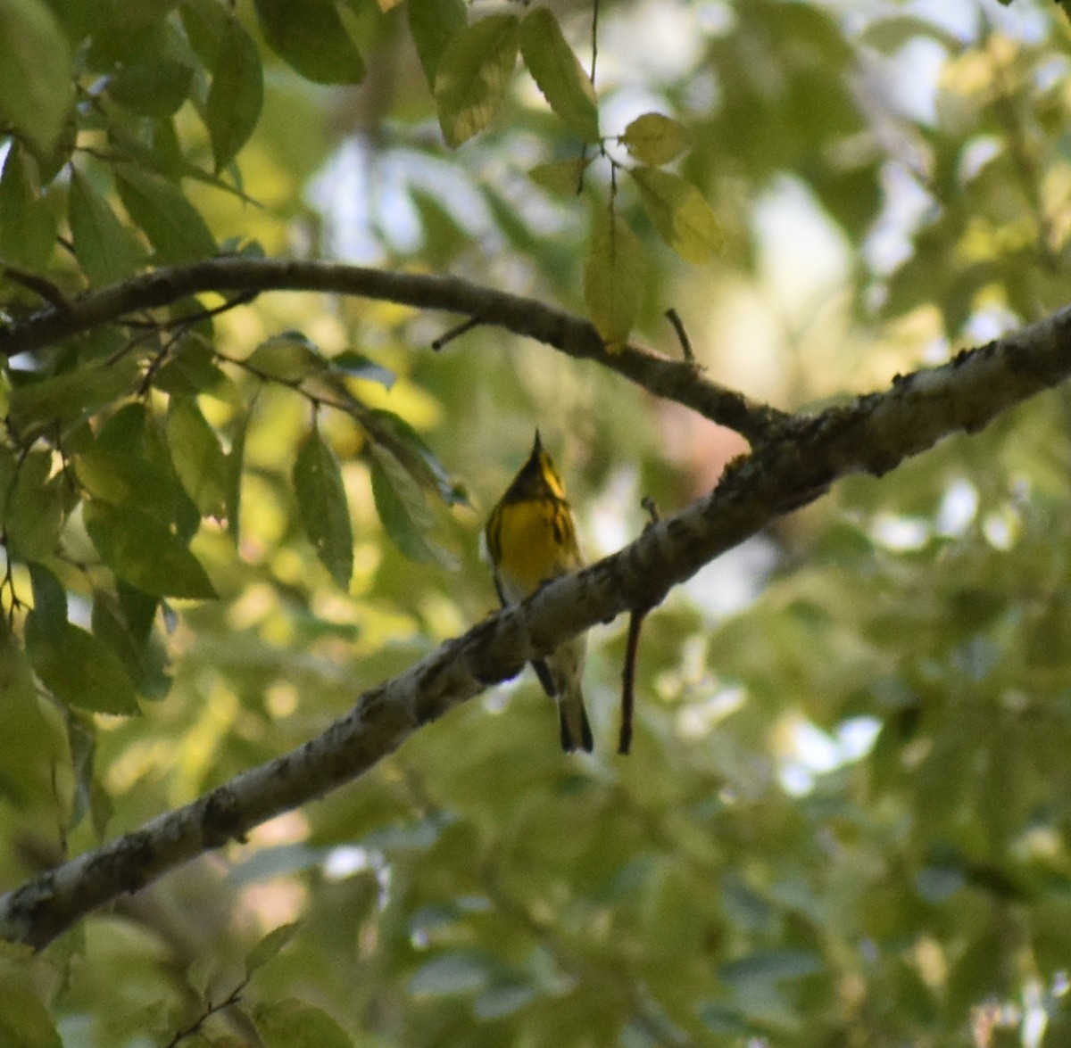 Townsend's Warbler - ML482323041