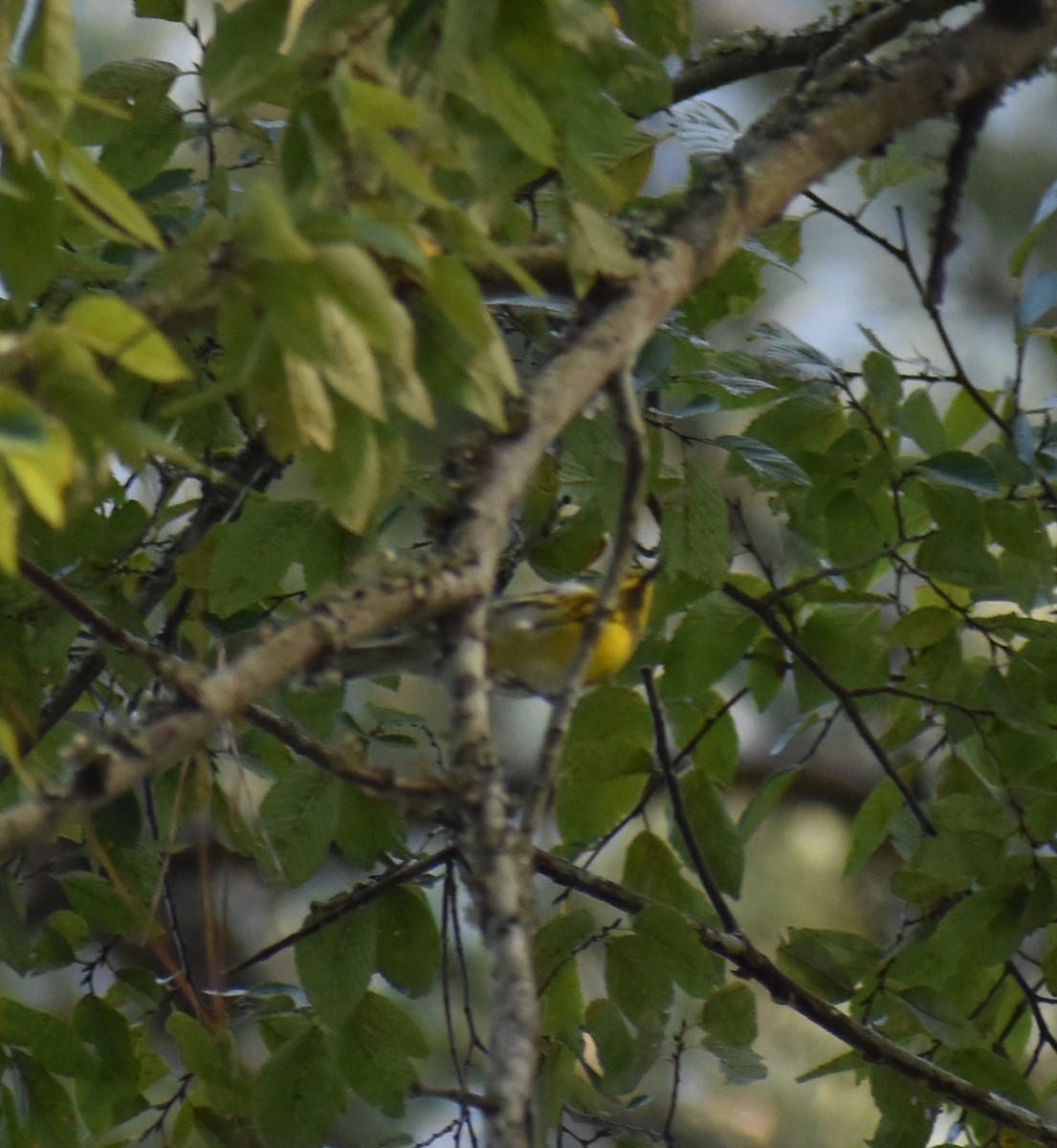 Townsend's Warbler - ML482323061