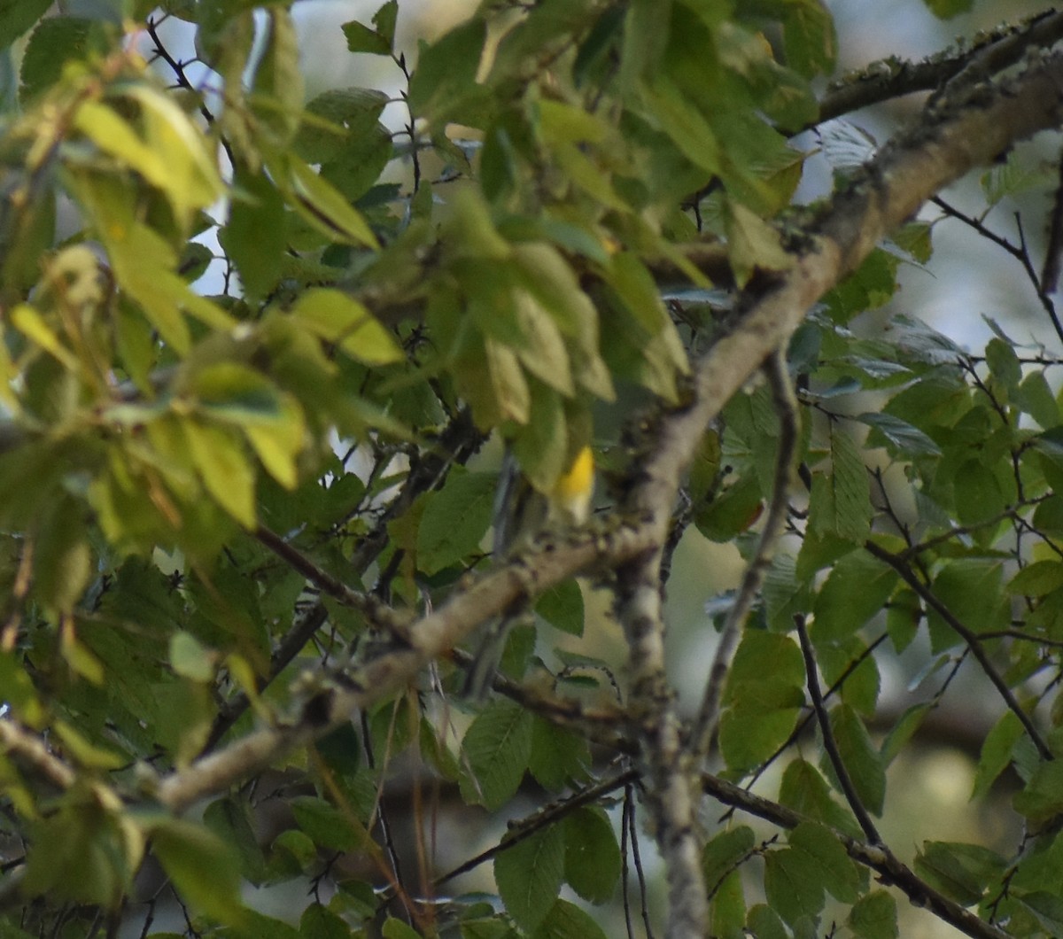 Townsend's Warbler - ML482323081