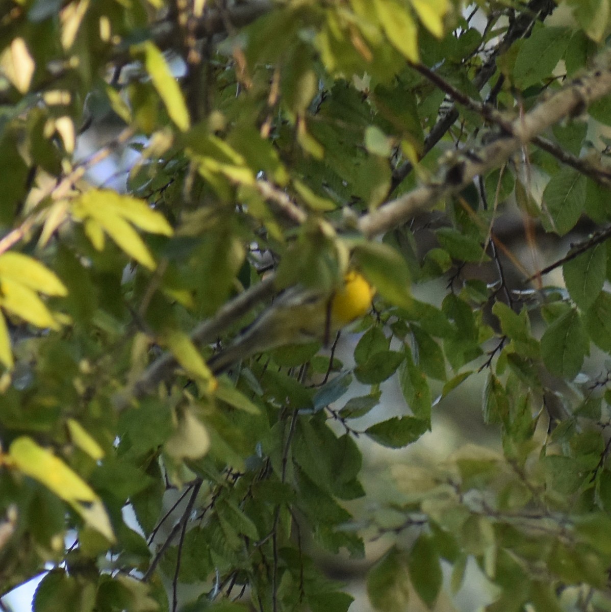 Townsend's Warbler - ML482323091